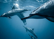 雅克松：儿时偶像是C罗和内马尔；生涯最重要时刻是加盟黄潜